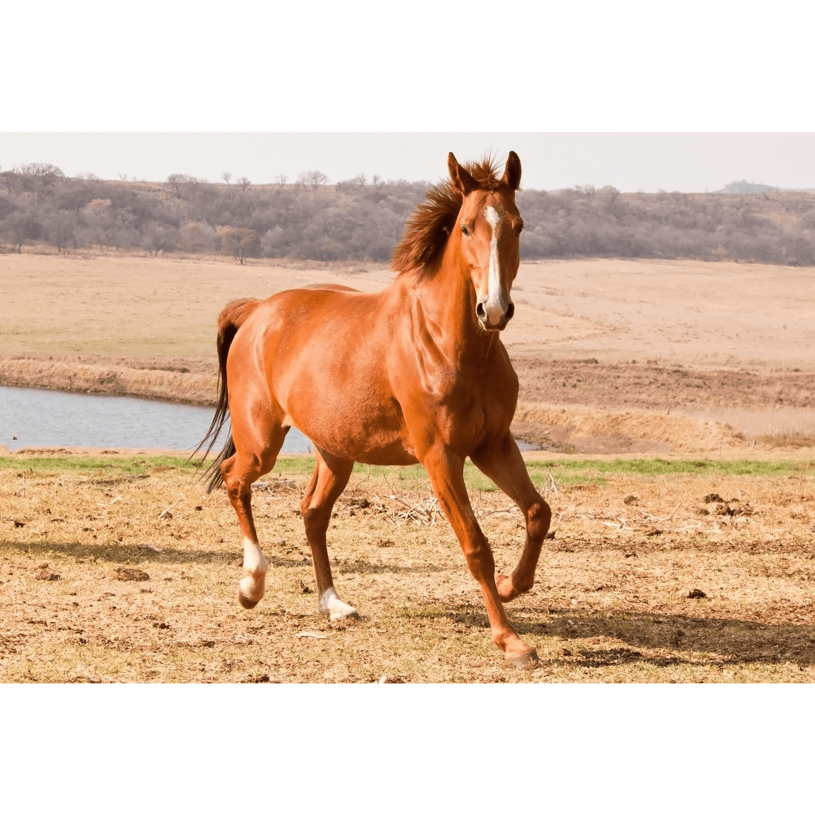 cheval peau clair zones moins pigmentées plus vulnérables